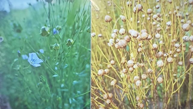 Flax - flower and seed